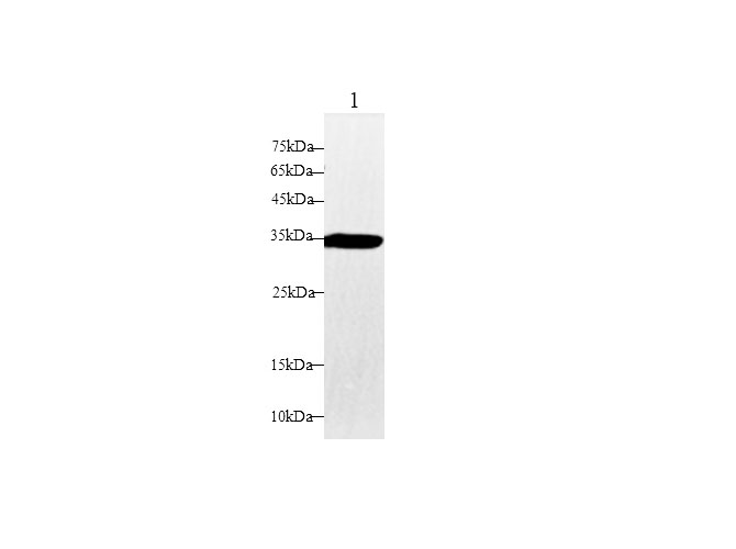 Western blot with DAO Polyclonal Antibody at dilution of 1:1000.lane 1:Mouse kidney