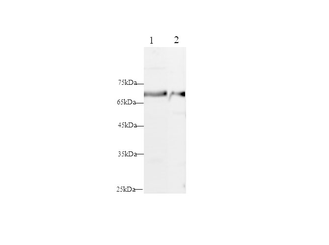 Western blot with ELN Polyclonal Antibody at dilution of 1:500.lane 1:Rat lung,lane 2:Rat placenta