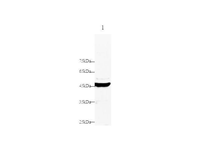Western blot with DNase-Ⅰ Polyclonal antibody at dilution of 1:1000.lane 1:Hela whole cell lysate