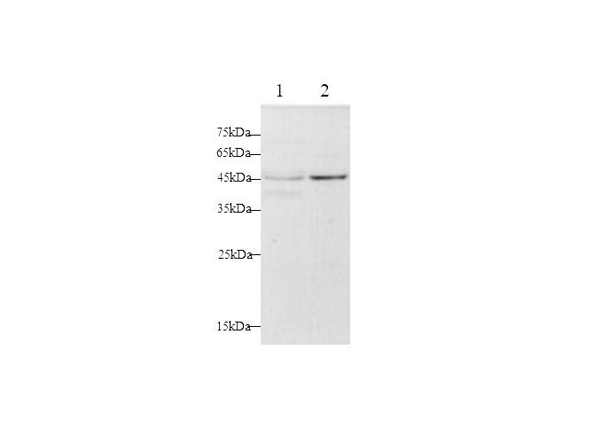 Western blot with FAS/CD95 Polyclonal antibody at dilution of 1:500.lane 1:HepG2 whole cell lysate,lane 2:Hela whole cell lysate