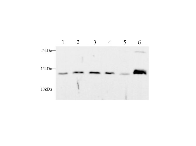 Western blot with Cyt-C Polyclonal antibody at dilution of 1:500.lane 1:HepG2 whole cell lysate,lane 2:MCF-7 whole cell lysate,lane 3:Jurkat whole cell lysate,lane 4:Molt-4 whole cell lysate,lane 5:C2C12 whole cell lysate,lane 6:Mouse brain