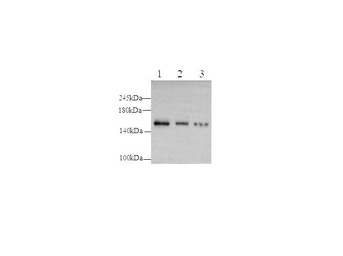 Western blot with PODXL Polyclonal antibody at dilution of 1:500.lane 1:Hela whole cell lysate,lane 2:Raji whole cell lysate,lane 3:HepG2 whole cell lysate.