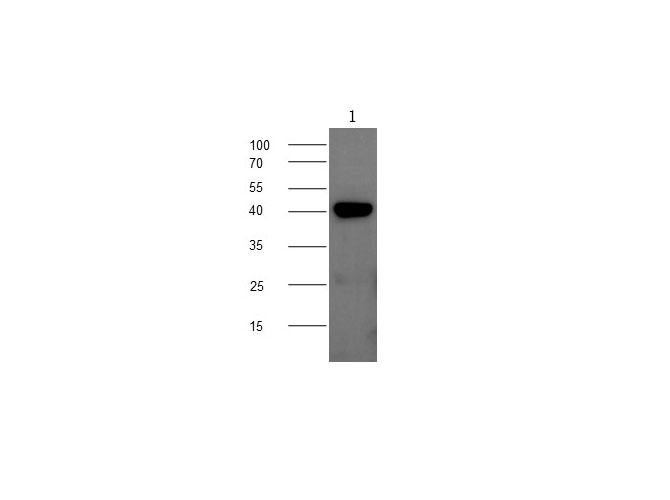 Western blot with CHI3L1 Polyclonal antibody at dilution of 1:1000.lane 1:Mouse spleen,lane 2：Mouse lung